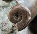 Beautiful Lytoceras Ammonite Sculpture - Tall #7987-4